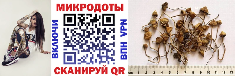 Псилоцибиновые грибы Psilocybe  Туймазы 